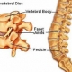 spinal structure